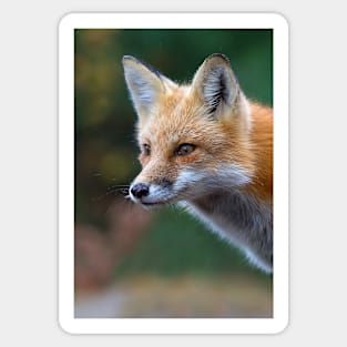 Red Fox - Algonquin Park, Canada Sticker